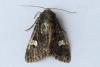 Melanchra persicariae